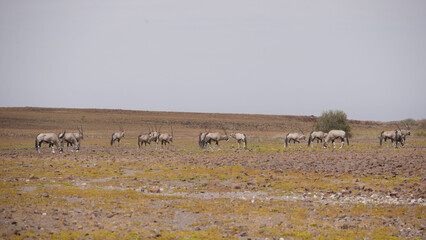 Fototapeta na wymiar Herd of gemsbok on a dry savanna