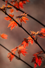 Autumn Time © Subiektywnie