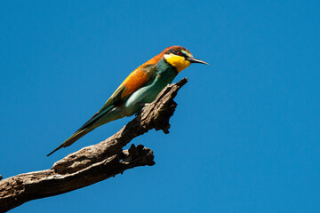 Guêpier d'Europe,.Merops apiaster, European Bee eater