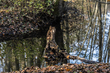 Wildlife sanctuary Hahnheide - beck Mühlenbach