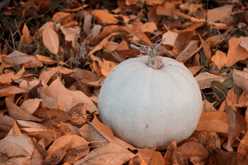 White pumpkin on the autumn leaves, retro toned.  Pumpkin on the ground. Concept of Thanksgiving day or Halloween