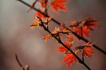 Autumn Time © Subiektywnie