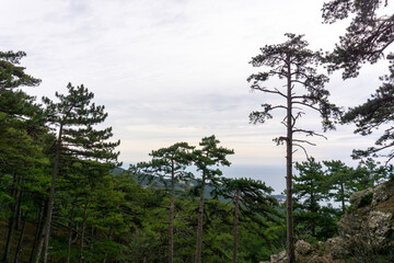 trees in the mountains
