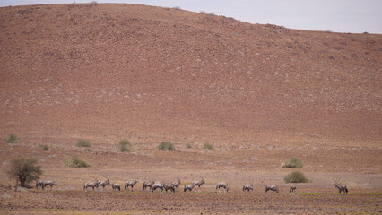 Herd of gemsbok on a dry savanna in Namibia