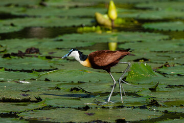 Jacana à poitrine dorée,.Actophilornis africanus, African Jacana, Parc national Kruger, Afrique du Sud