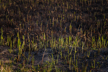 Reeds arson consequence, human irresponsibility, flora and fauna damage, natural fire in wetlands. Fresh reeds regrowth on burnt area among ash. Nature renewal concept.