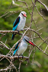 Martin chasseur à tête brune,.Halcyon albiventris, Brown hooded Kingfisher