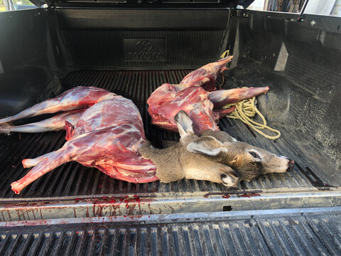two dead skinned deer in back of truck