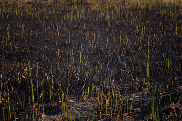 Drought, hot climate and natural fire. Reed sprouts amont burnt gound and ash. Environmental protection, global warming, flora and fauna damage. Recovery and renewal of nature concept.