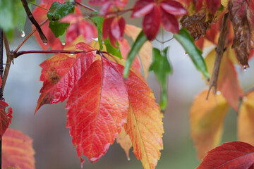 Autumn colors: red, yellow and green leaves with rain drops