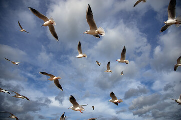 Seagull Family © Subiektywnie