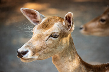 Close-up portrait of female fallow deer (dama, dama) in the forest