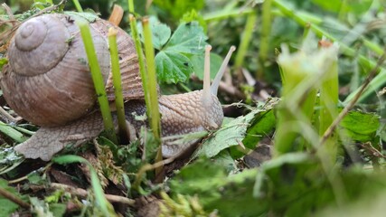 snail on a leaf