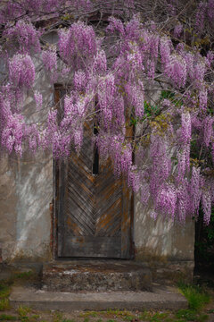 old door under hanging flowers of Glycine
