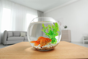 Beautiful bright small goldfish in round glass aquarium on wooden table at home