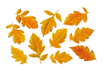 Set of yellow orange fall leaves upper side isolated on white background. Autumn leaves as a seasonal design element.