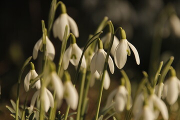Fototapeta premium lily of the valley in spring