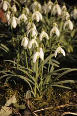 lily of the valley in spring