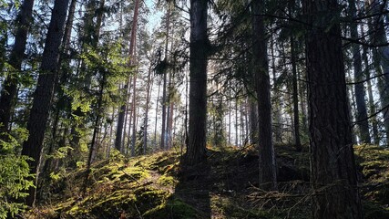 Fototapeta premium morning in the forest