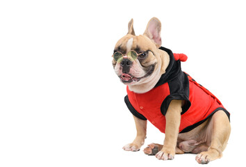 cute french bulldog  wear sun glasses isolated on white