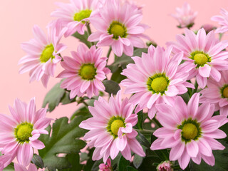 Light pink flower heads of potted mums or chrysanthemum morifolium against pastel pink background. Blank for greeting card disign. Close-up.