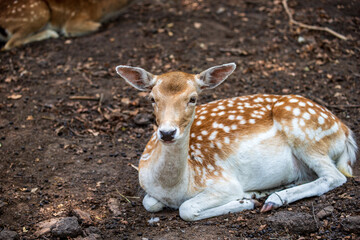 Full body of female fallow deer (dama, dama) in the forest