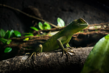 green lizard on a branch
