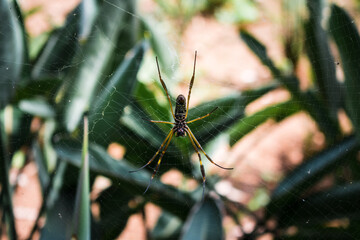 spider on a plant