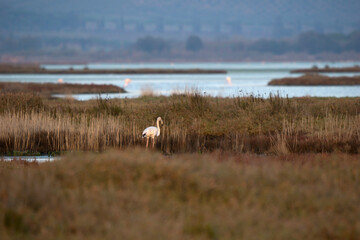 Italy Tuscany maremma Castiglione della Pescaia, a natural reserve of Diaccia Botrona, some flamingos feed on shallow water