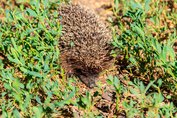 Young European hedgehog (Erinaceus europaeus) in green grass