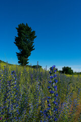 lavender field in region