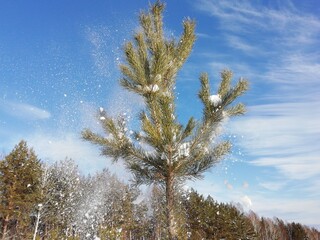 
winter forest with spruce trees from which snow is falling