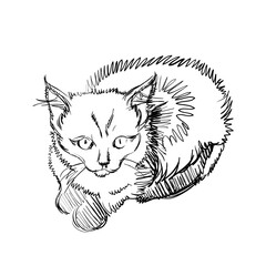 Vector Illustration of Adorable Cat. Sketched Little Cute Kitten. Monochrome Freehand Drawing. Kids Style Graphic. Stylized Cartoon Beautiful Kitty. Realistic Pen Drawing Imitation. Animal Art.