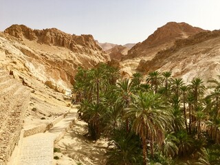 oasis in the desert