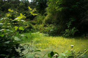 spring in the woods
