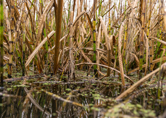 traditional river bank vegetation in autumn, river bank plants close-up, autumn