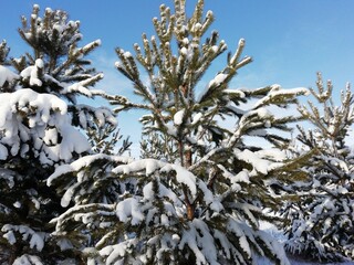 
winter forest with fir trees