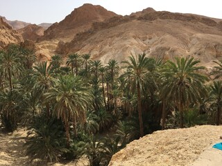 trees in the desert