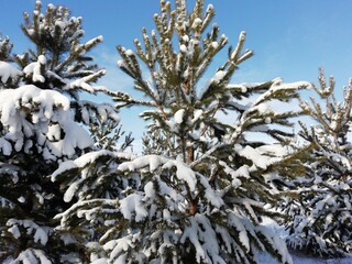 
winter forest with fir trees