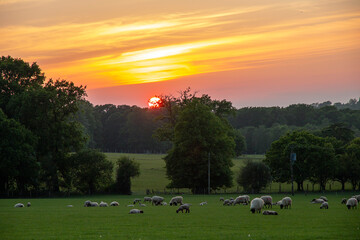 sunset, sky, landscape, sun, clouds, nature, sunrise, trees, tree, orange, field, cloud, dusk, green, grass, countryside, evening, horizon, beautiful, meadow, blue, light, scenic, water, sunlight, 