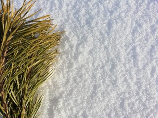 
spruce bouquet on white snow