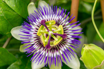 Close Up of a flowering Passiflora Caerulea. This plant is also known as passion flowers or passion vines, and this particular species is knows as the blue passionflower or bluecrown passionflower.