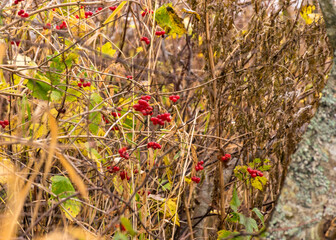 Fototapeta premium red autumn berry accents on the river bank, traditional river bank vegetation in autumn, various reeds and grasses on the river bank, bare trees, autumn
