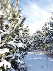 
winter forest with fir trees