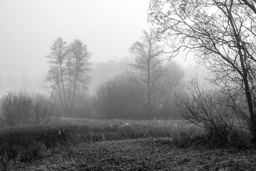 Black and white view of marshes and wetlands in Kampinos National Park, Poland on a foggy October morning. The silhouettes of the trees and bushes are blurred due to the fog covering the area.