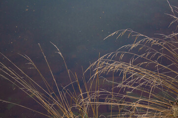 Yellow grass grows near water in autumn