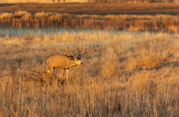 Mule Deer Buck in Rut in Colorado in Autumn