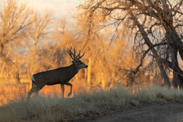 Mule Deer Buck in Rut in Colorado in Autumn