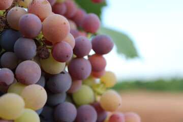 Racimo de Uvas