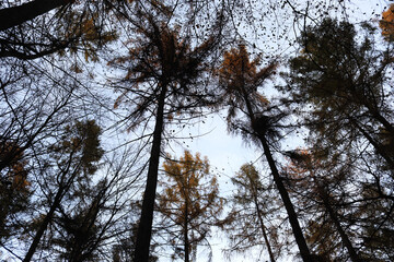 Fototapeta premium View in the sky in a forest landscape 